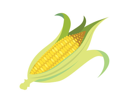 Detailed and Bright Corn or Corncob together with Corn Husk Illustrationのイラスト素材