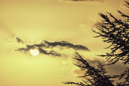 yellow sunの写真素材