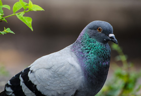 Dove in park 