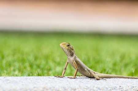Lizard in park の写真素材