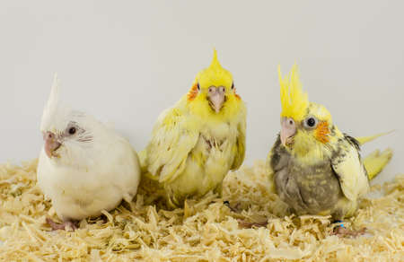 Three birds Lined up and looked at usの写真素材