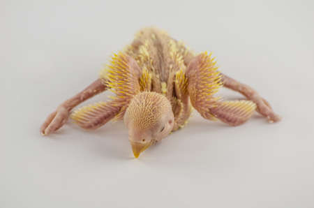 Newborn chicks  are trying to help themselves.の写真素材