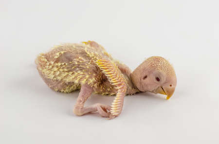 Newborn chicks. Are trying to help themselves.の写真素材