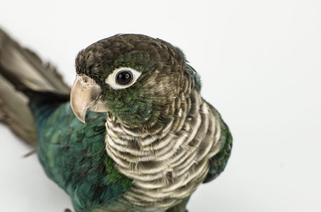 A green cornure are inclined to look at us.の写真素材