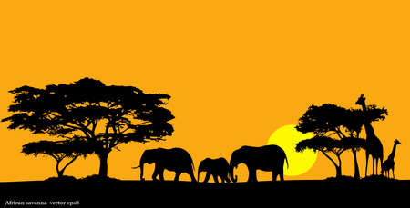 African savannaのイラスト素材
