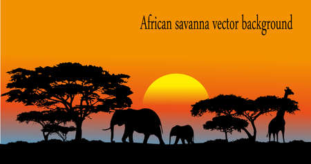 African savannaのイラスト素材