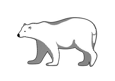 polar bear on a white backgroundのイラスト素材