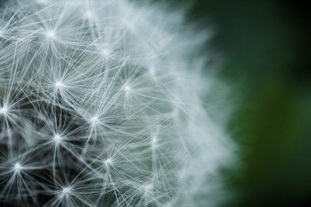 dandelion head