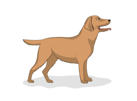 Drawing of a dog of breed Labrador, vector illustration.のイラスト素材