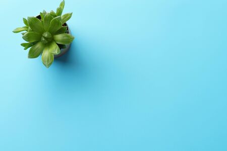 A succulent plant in a pot on a blue desk. Flat lay with copy space.の写真素材