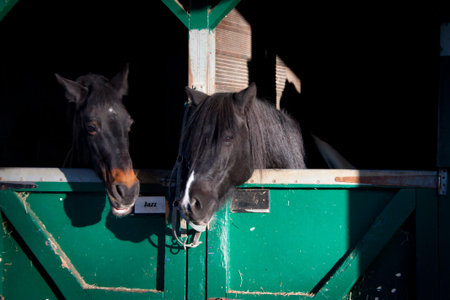 horsesの写真素材