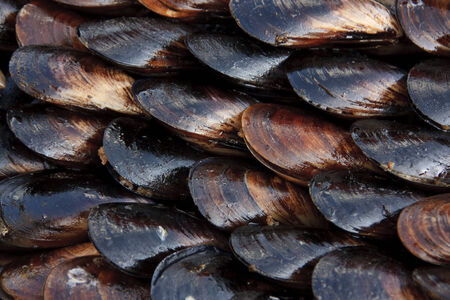 shellの写真素材