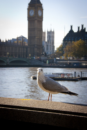 White seagull with Big Ben London backgroundの写真素材