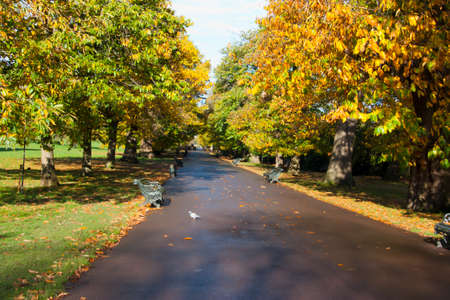 autumnの写真素材