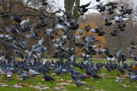 pigeonの写真素材