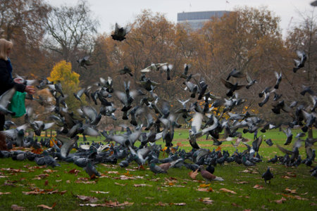 pigeonの写真素材