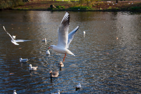 seagull