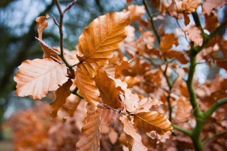 leavesの写真素材