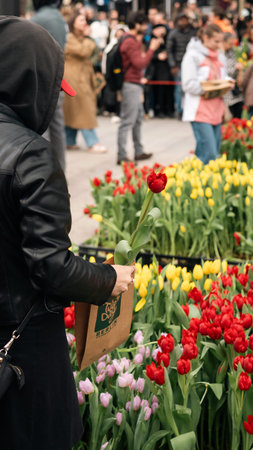 Visitor Holds a Tulip at a Public Flower Event in Berlin