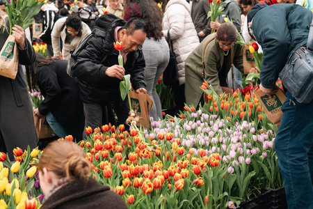 Visitors Pick Tulips at a Public Flower Event in Berlin