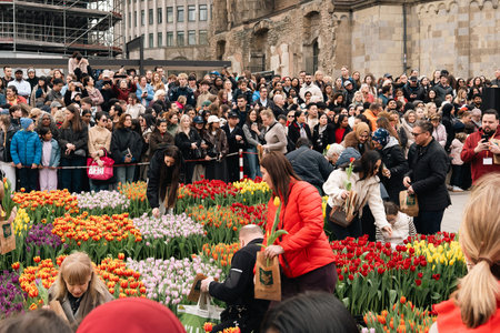 People Pick Colorful Tulips at a Spring Flower Installation in Berlin