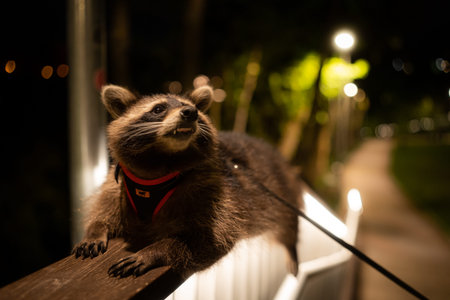 Positioned on a railing, the raccoon keeps a watchful eye on its environment, appearing both curious...