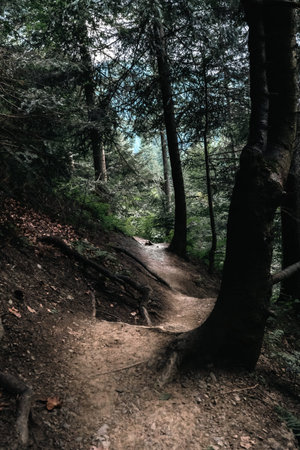 a forest path in summertime. High quality photo