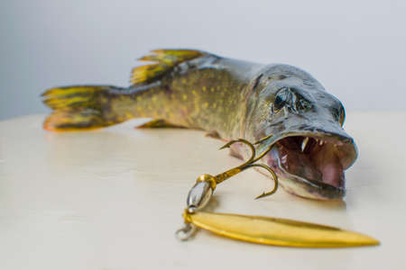 Pike with a lure in its mouth.の写真素材