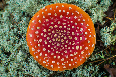 Poisonous mushroom Amanita, top view.の写真素材