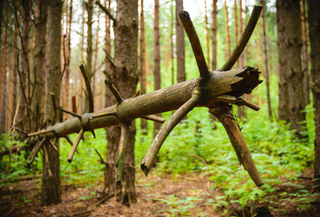 Fallen pine tree, similar to a horned animal.の写真素材