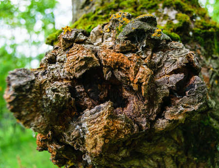 Textured knot in the bark of a tree. Close-up.の写真素材