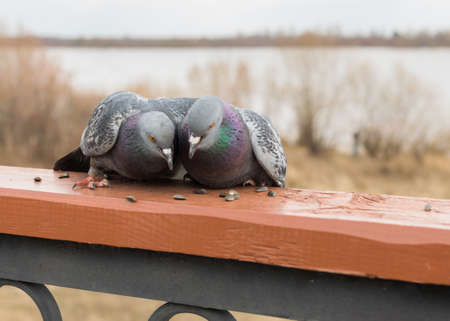 Two doves cuddling and pecking seeds.の写真素材