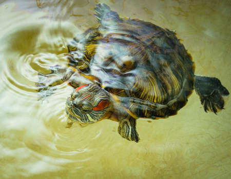 Red-eared turtle swims in the water.の写真素材