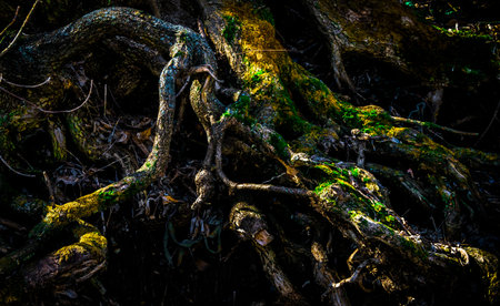 Interweaving of tree roots with moss.