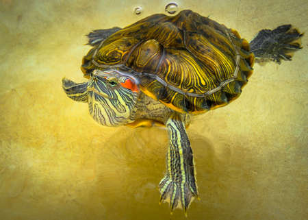 Turtle swims in the water top view.の写真素材