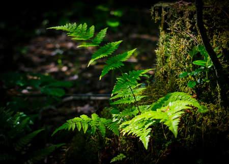 Fern Bush growing in the forest on a stump.の写真素材