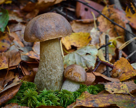 Two boletus mushrooms grow together in the forest. Leccinum.Close up.の写真素材