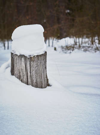 Old stump under a snow cap in the forest, winter theme, closeup, snow-covered meadow.の写真素材