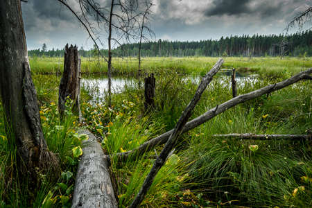 Summer swamp landscape with lush green swamp vegetation, dead dry trees. Forest marshland of Russia.の写真素材