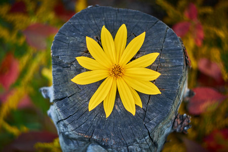 Yellow flower topinambur, artichoke lies on a stump. Helianthus tuberosus.