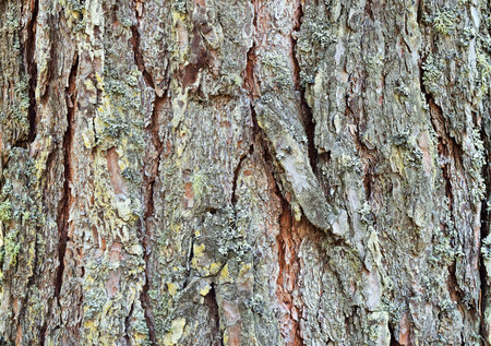 Texture of tree bark. Pine. Abstract background made of tree bark. Close up.