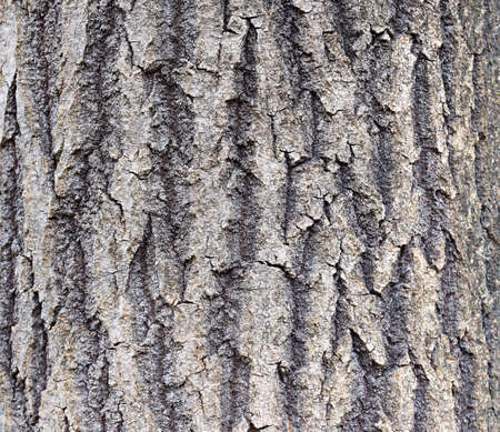 Texture of tree bark. Abstract background made of tree bark. Close up.の写真素材