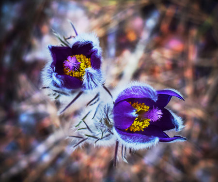 Spring flower snowdrop Pulsatilla vulgaris.Sleep grass or common lumbago.