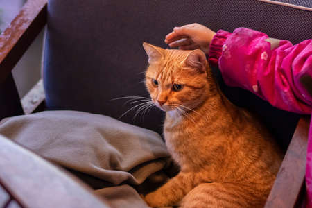 Veranda on the street: a chair, a blanket. A childs hand is stroking a red cat sitting on a chairの写真素材