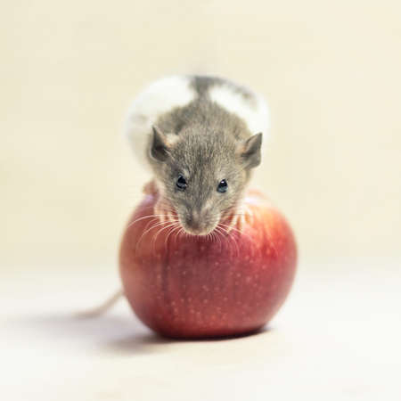 rat on a white background sits on a red Apple. Decorative rat or mouse Chinese symbol of new year 2020 and Christmas. The concept of celebration, fun.の写真素材