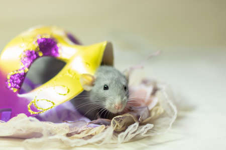 cute Dumbo rat sits on a carnival mask on a white isolated background. Decorative rat or mouse Chinese symbol of new year 2020 and Christmas. The concept of holiday, fun. Charming pet.の写真素材
