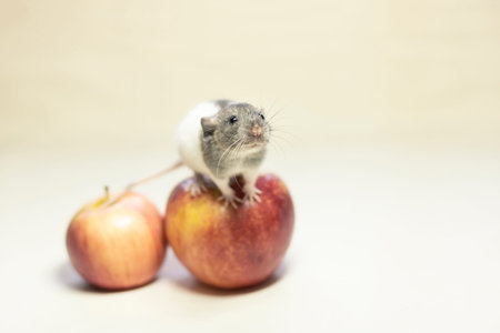 cute Dumbo rat sits on a red Apple on a white isolated background. Decorative rat or mouse Chinese...