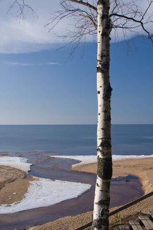 russian birch winterの写真素材