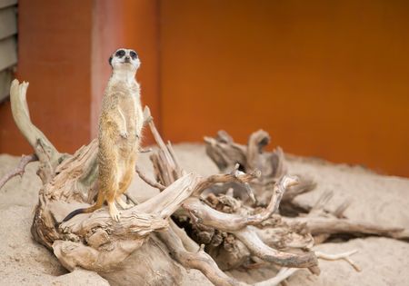 SuriÑat (Suricata suricatta)の写真素材