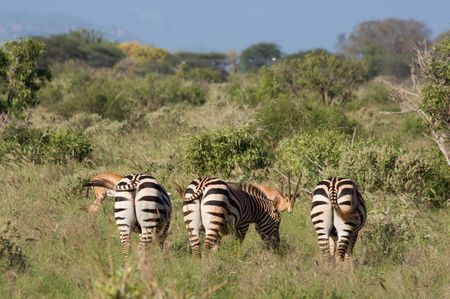 african Zebraの写真素材